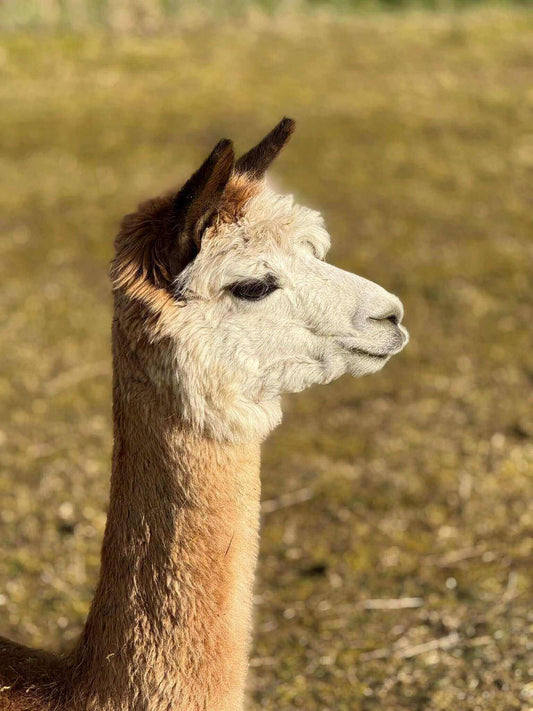 Stille Kämpfe, laute Gedanken #9: Die paradoxe Angst: Stark im Inneren, unsicher im Außen - tre_alpacas