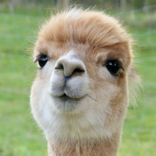 Huacaya vs. Suri: Unterschiede & Vorteile von Alpakafell für Kissenhüllen & Polster - tre_alpacas
