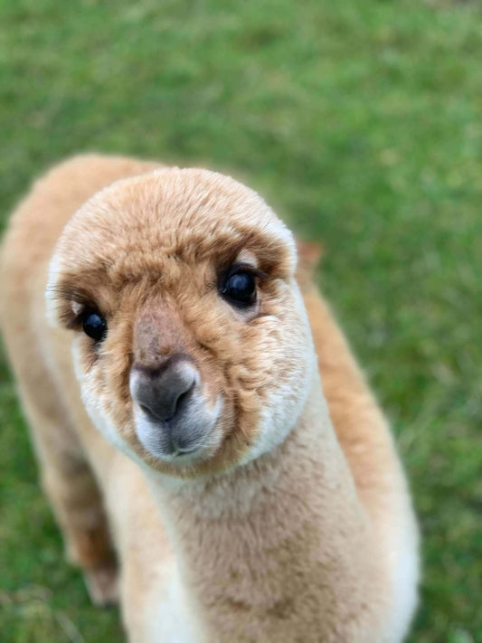 Alpakawolle vs. Schafswolle: Entdecke die Vorteile von Alpakawolle! - tre_alpacas