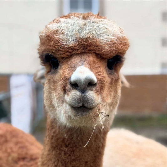 Alpakawolle im Winter: Flauschig warm – Tschüss kalte Füße, Ohren & Finger - tre_alpacas