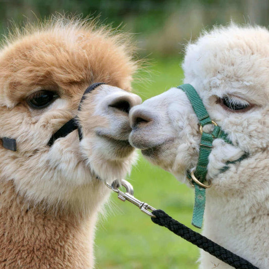 Stille Kämpfe, laute Gedanken #11: Ich bin nicht meine Diagnose, aber sie gehört doch auch zu mir - tre_alpacas