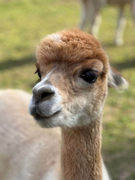 Teil 1: 5 überraschende Fakten über Alpakas, die jeden Alpaka-Fan begeistern werden - tre_alpacas