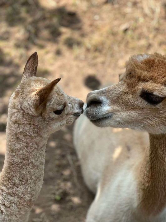 Authentische Alpaka-Liebe: Unsere Herde Inspiriert Einzigartige Alpaka-Motiv Mode - tre_alpacas