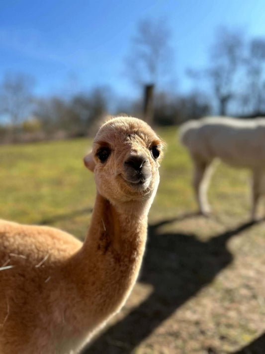 Stille Kämpfe, laute Gedanken #5: Die Narben, die wir tragen - tre_alpacas