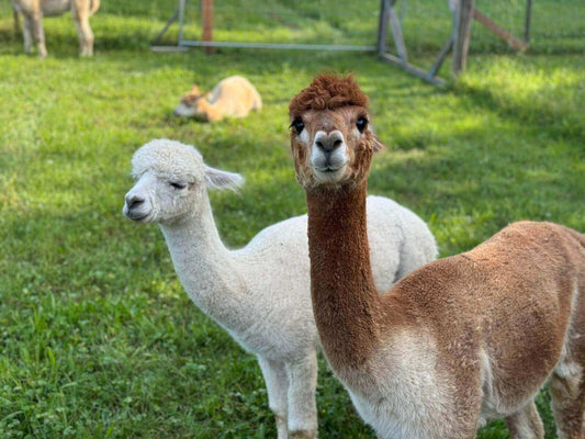 Wovon wir bei der Alpakahaltung überrascht waren! - tre_alpacas