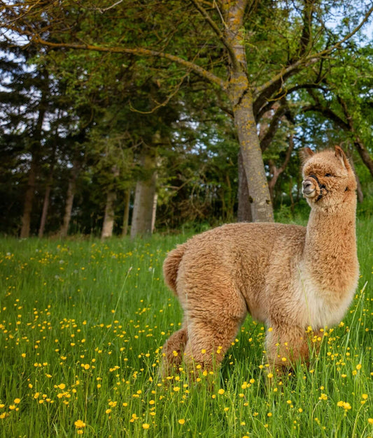 Mein Weg durch die DBT-Therapie an der LMU: Eine persönliche Reise - tre_alpacas