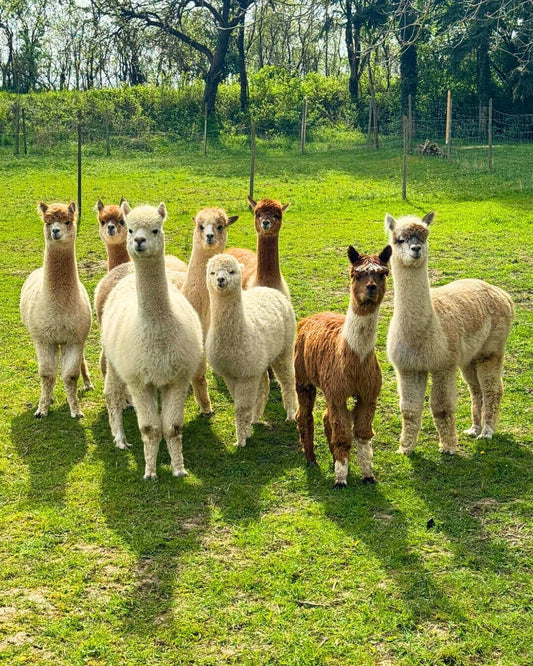 Alpakas und mentale Gesundheit: Warum Alpakas gut für Deine Psyche sein können - tre_alpacas