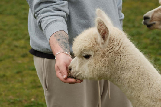 Stille Kämpfe, laute Gedanken #7: Von 0 auf 100! Von 100 auf 0! - tre_alpacas