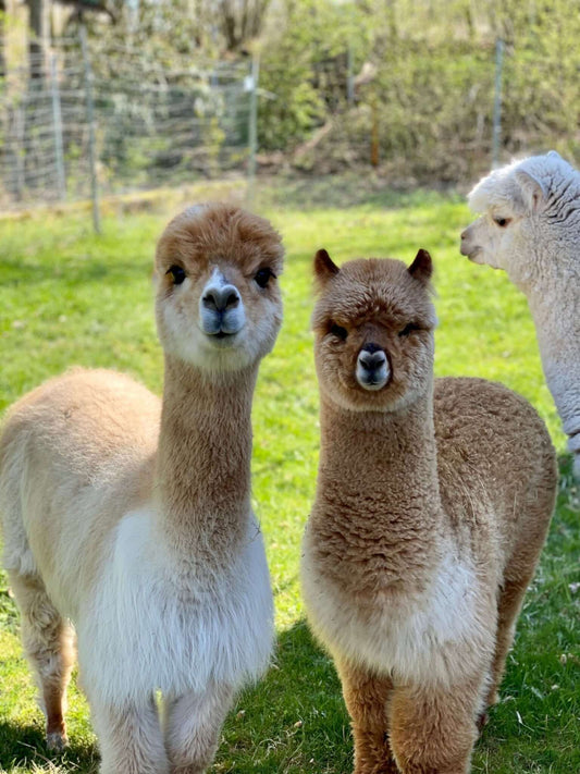 Die drängenden Herausforderungen im Bereich Mental Health im deutschen Gesundheitssystem und unser Beitrag mit Alpakas - tre_alpacas