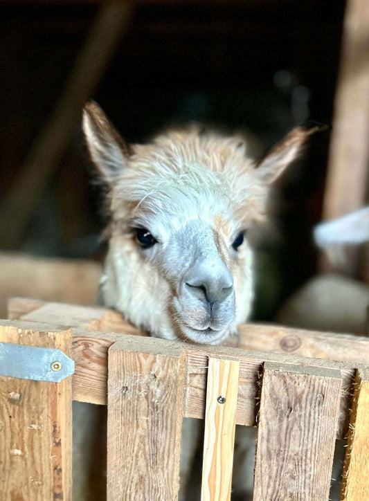 Die faszinierende Reise der Alpakas nach Europa – Ein Einblick in ihre Herkunft und Entwicklung - tre_alpacas