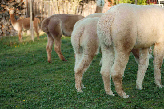 Unsere Alpakas aus der Nähe von Würzburg – ein bunter Haufen Alpaka-Flausch! - tre_alpacas