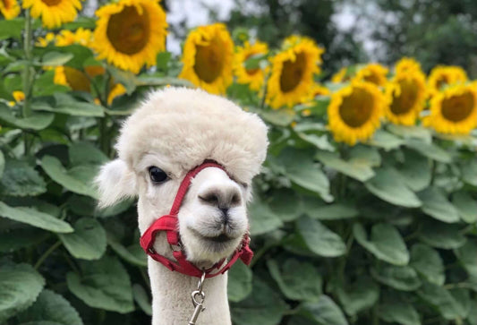 Alpakas: Was sind die Flauschohren eigentlich für mich? - tre_alpacas