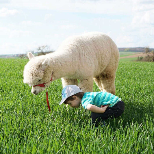 Tipps für Deinen Klinikaufenthalt – Fahrtkosten nicht vergessen! - tre_alpacas