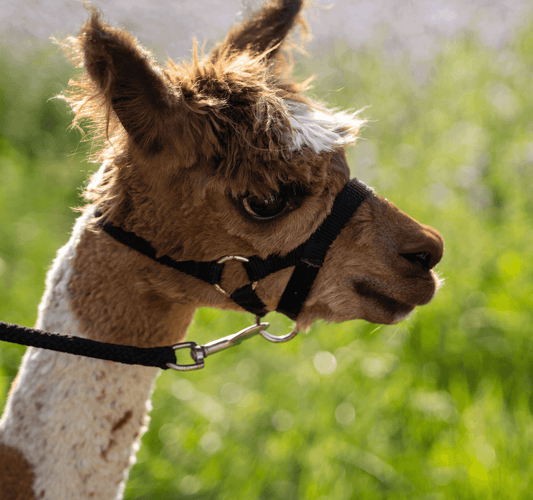 CBASP – Ein intensiver Weg aus der chronischen Depression! - tre_alpacas