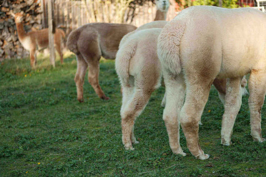 Unsere Alpakas aus der Nähe von Würzburg – ein bunter Haufen Alpaka-Flausch! - tre_alpacas