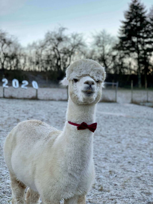 Stille Kämpfe, laute Gedanken #1: "Wie geht's Dir?" „Alles ok!“ - Ein Leben mit einer brüchigen Rüstung! - tre_alpacas