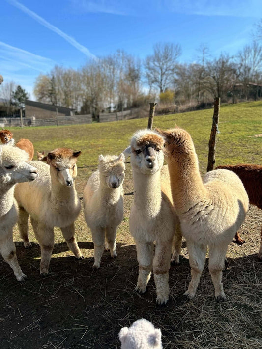 Alpakas und Klimaschutz: Wie klimafreundlich Alpakas wirklich sind! - tre_alpacas