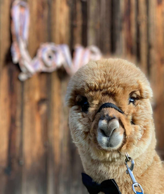 Flauschige Liebe zum Muttertag: Alpaka-Geschenke, die von Herzen kommen - tre_alpacas