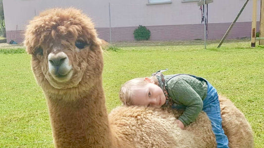 Alpakawolle: Weichheit, Wärme und Haltbarkeit in jeder Faser! - tre_alpacas