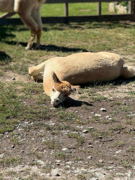 Therapieplatz finden trotz langer Wartezeiten: Tipps für Betroffene - tre_alpacas