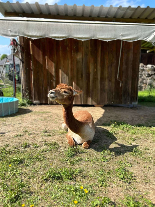 Warum Alpakawolle auch im Sommer Dein perfekter Begleiter ist! - tre_alpacas