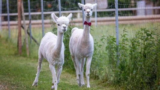 Psychische Erkrankungen sind normal – Schluss mit dem Tabu! - tre_alpacas