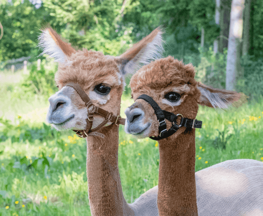 Dieses Video sagt mehr als tausend Worte: Schau es dir an und lass es auf dich wirken - tre_alpacas