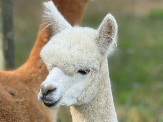 Alpakas und Alpakawollprodukte – Natürlicher Luxus, Wärme und Nachhaltigkeit! - tre_alpacas
