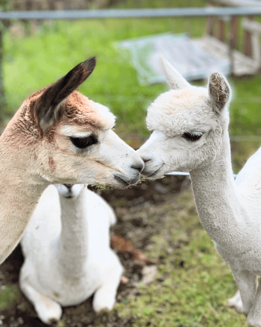 Die Freuden und die Trauer einer eigenen Alpakaherde - tre_alpacas