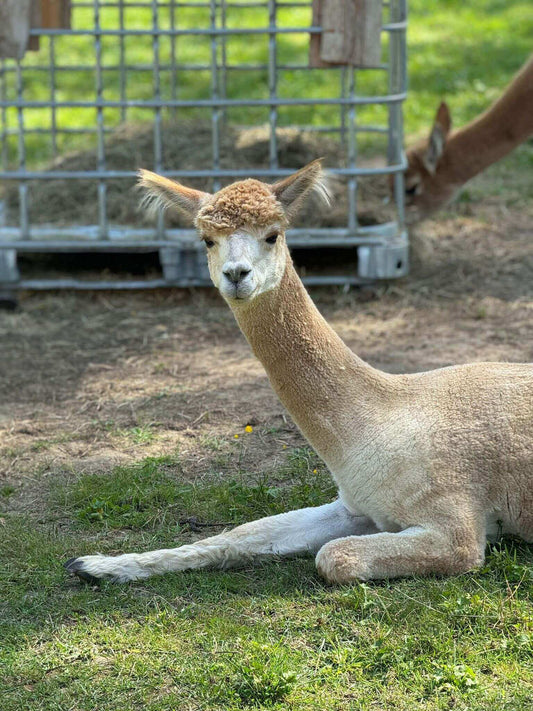 Ein Tag auf einer Alpakafarm: Einblick in das alltägliche Leben mit unseren Alpakas - tre_alpacas
