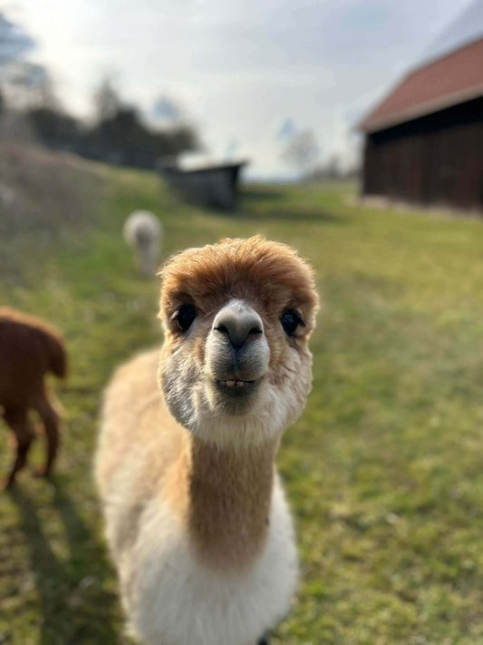 Die Top 5 Mythen über Alpakas: Entlarvt! - tre_alpacas