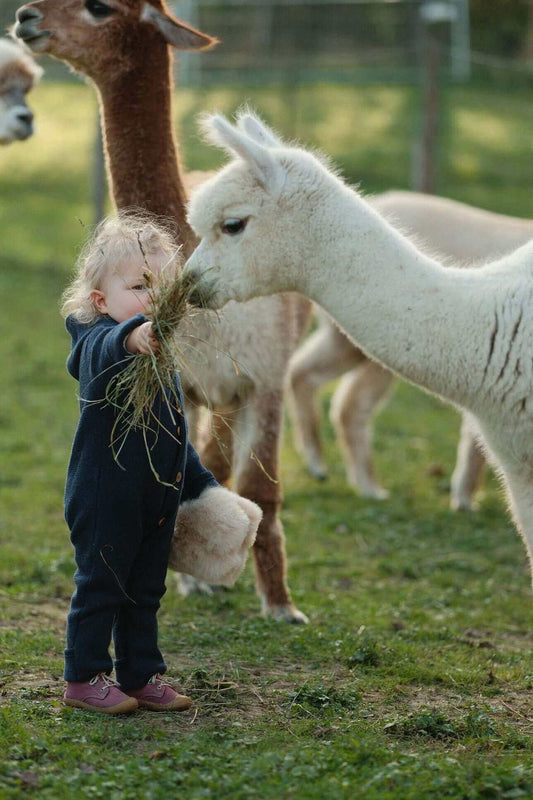 Die Vielseitigkeit von Alpakawolle: Qualität, Wärme und nachhaltiger Komfort - tre_alpacas