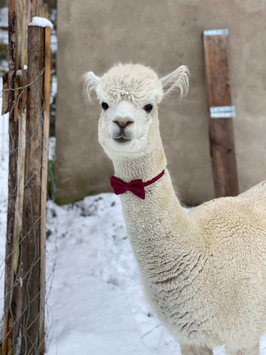 Einzigartige Alpaka Geschenkideen – Alpakawollprodukte & Accessoires | Alpaka Online Shop - tre_alpacas