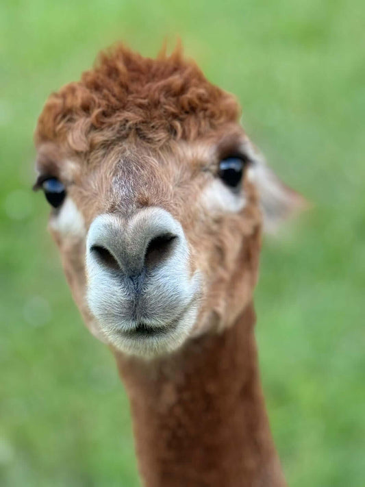 Alpakawanderung bei tre_alpacas: Dein unvergessliches Erlebnis - tre_alpacas