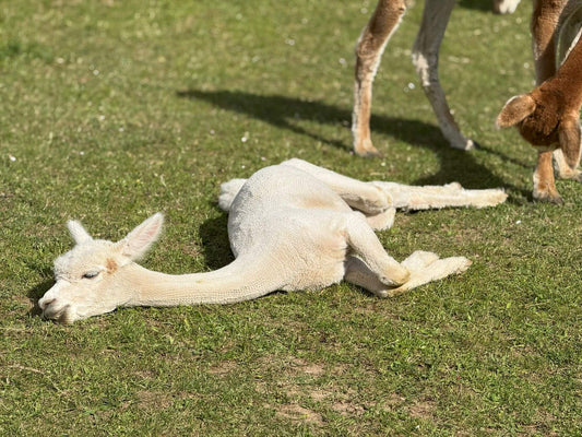 Hochwertige Alpaka Decken für den Sommer: Leicht, atmungsaktiv & stilvoll - tre_alpacas