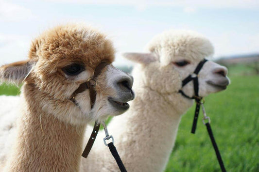 Von 3 zu 9: Die Herzensgeschichte hinter dem Namen 'tre_alpacas'! - tre_alpacas