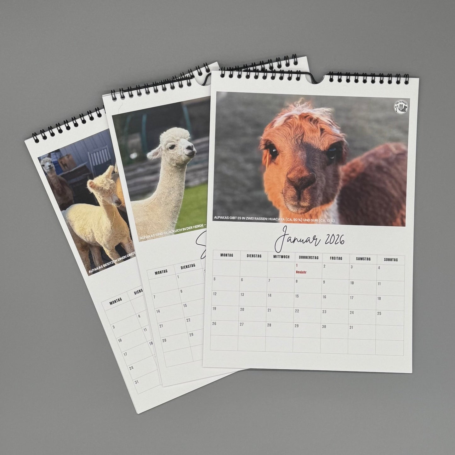 Alpaka Kalender 2026 - Fotokalender mit Bildern von Alpakas für jeden Monat.