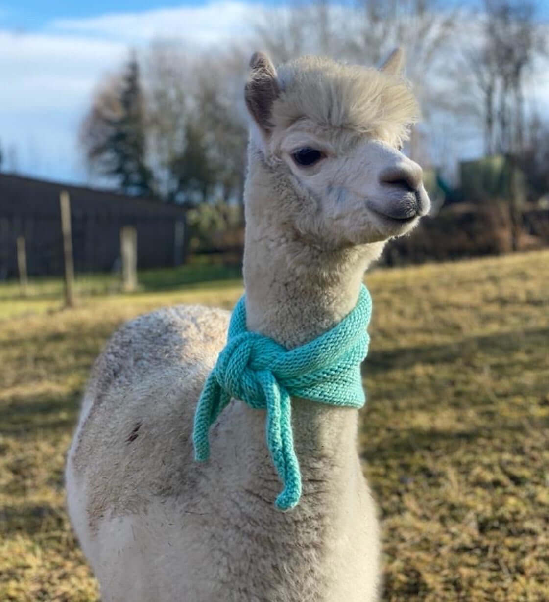 Kostenloses Alpaka-Bild – flauschiges Alpaka auf grüner Weide