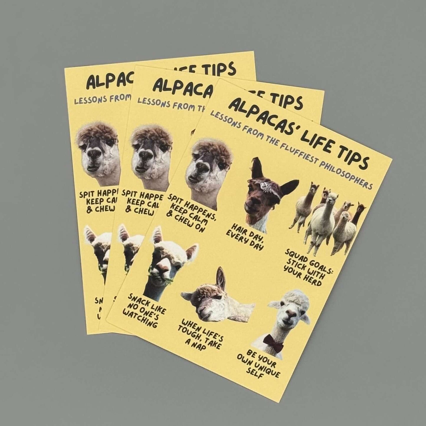 Alpaka Postkarten im Alpaka Online Shop kaufen