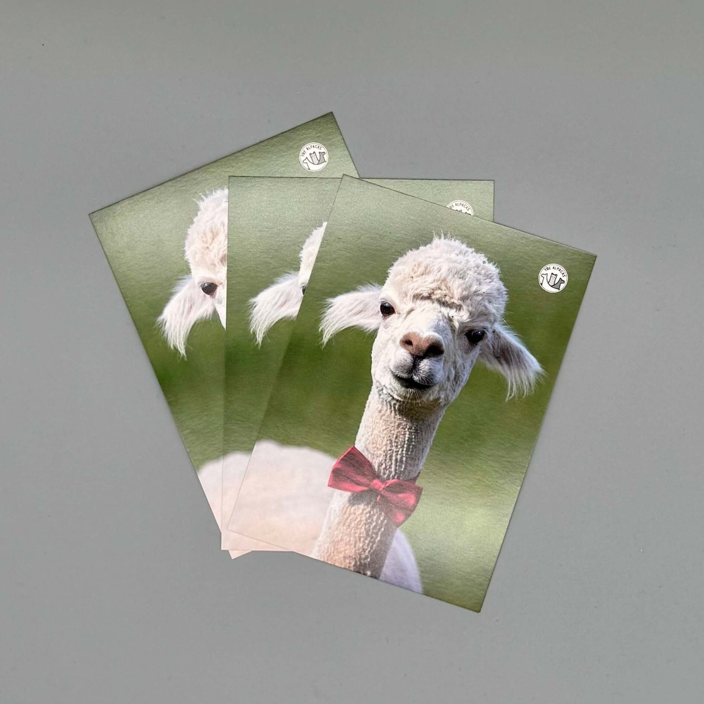 Hochwertige Postkarte mit farbenfrohem Alpaka-Motiv – ideal zum Verschenken