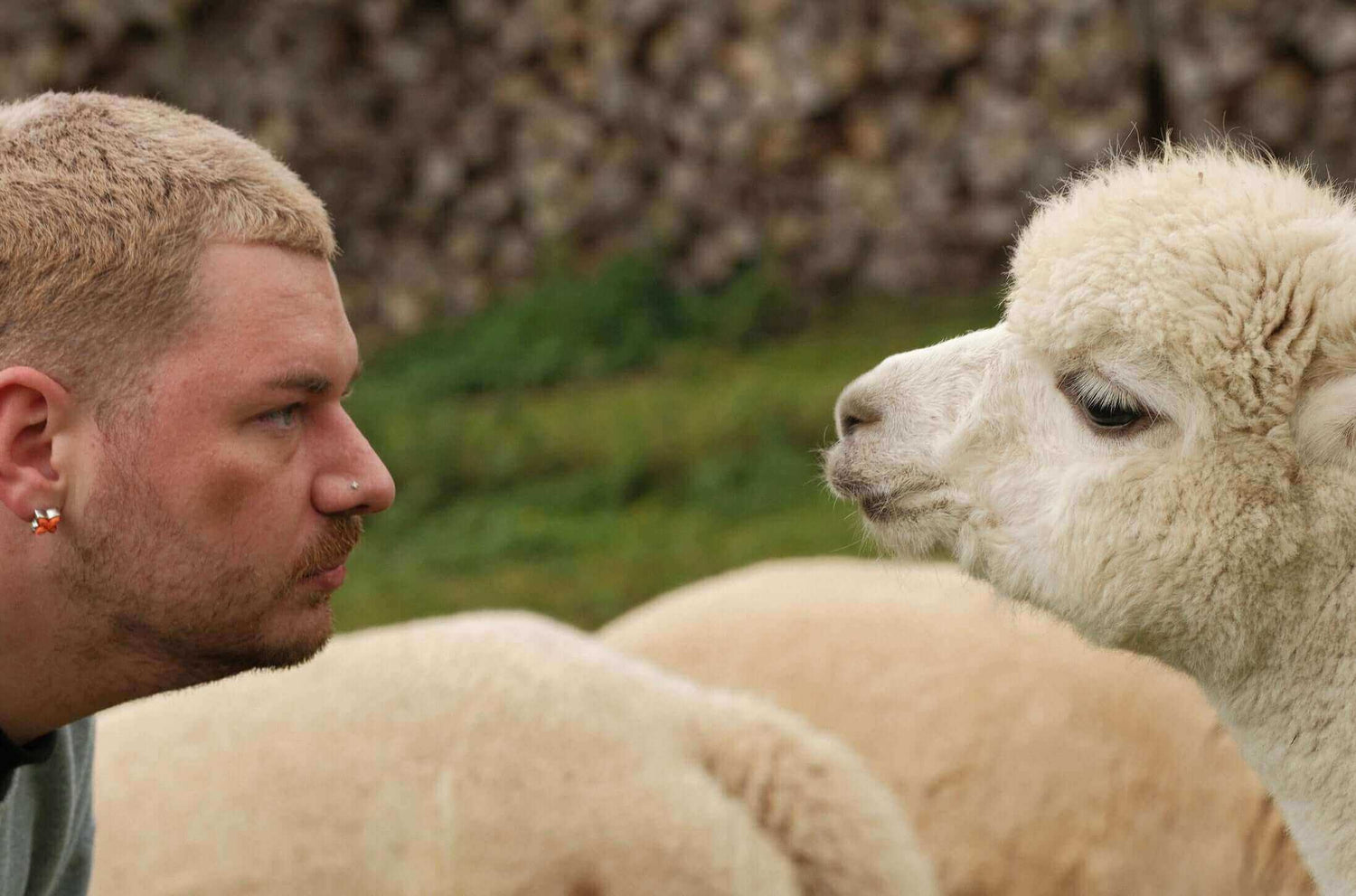 Alpakashop mit Produkten aus Alpaka Wolle und Lama Alpaka Produkte
