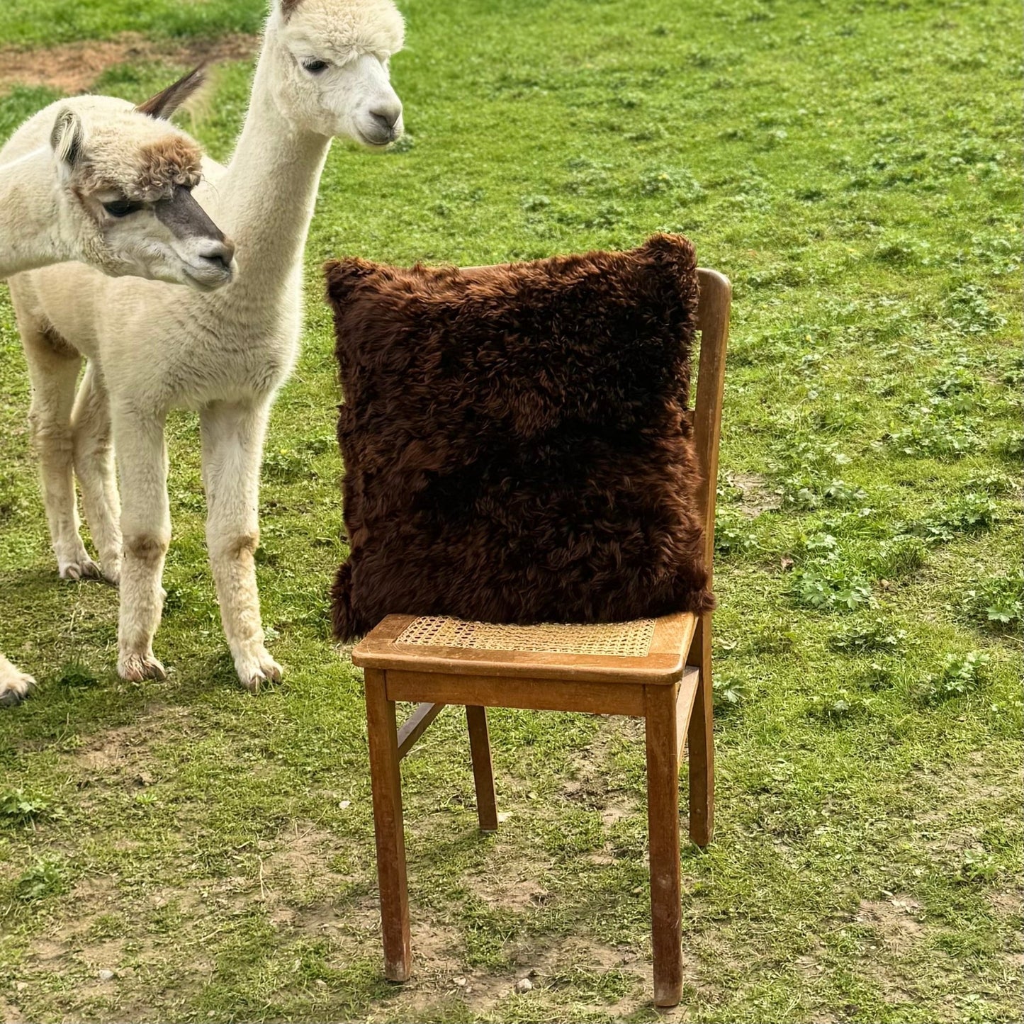 Flauschiges Alpaka Fellkissen 50x50 cm – Echtfell Kissenbezug (Braun, Schwarz)