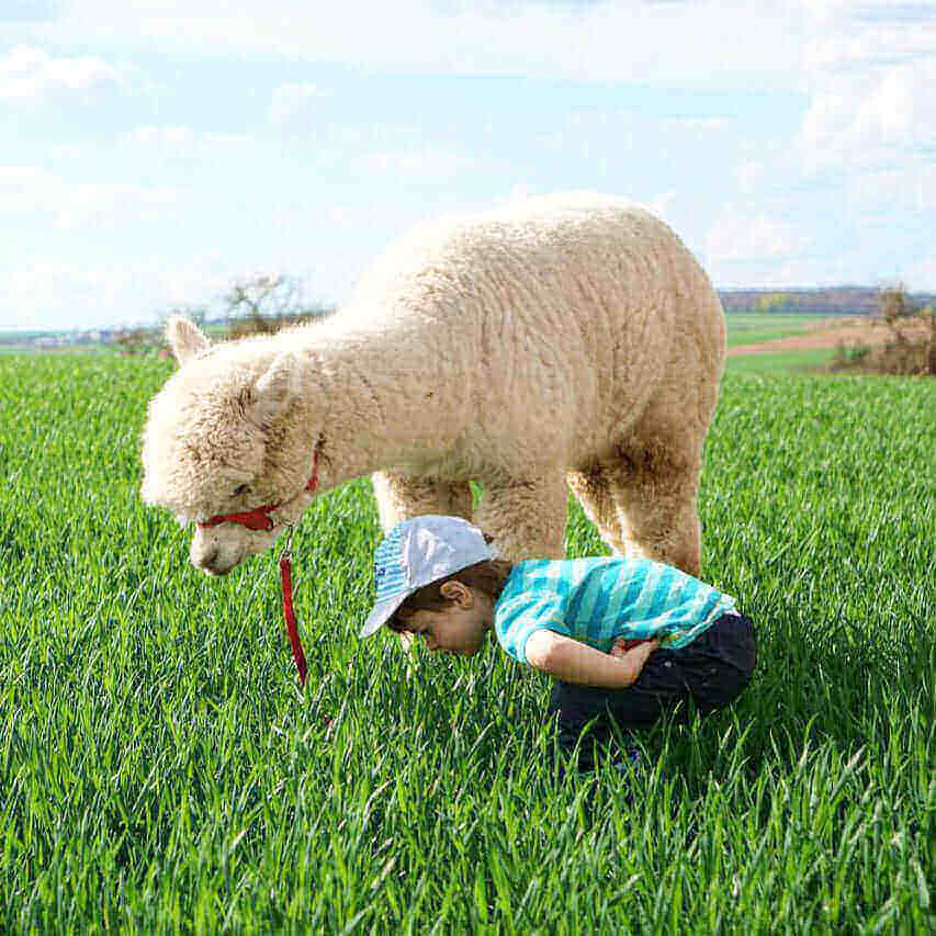 Gutschein Alpaka-Wanderung Würzburg – Geschenkidee Naturfreunde
