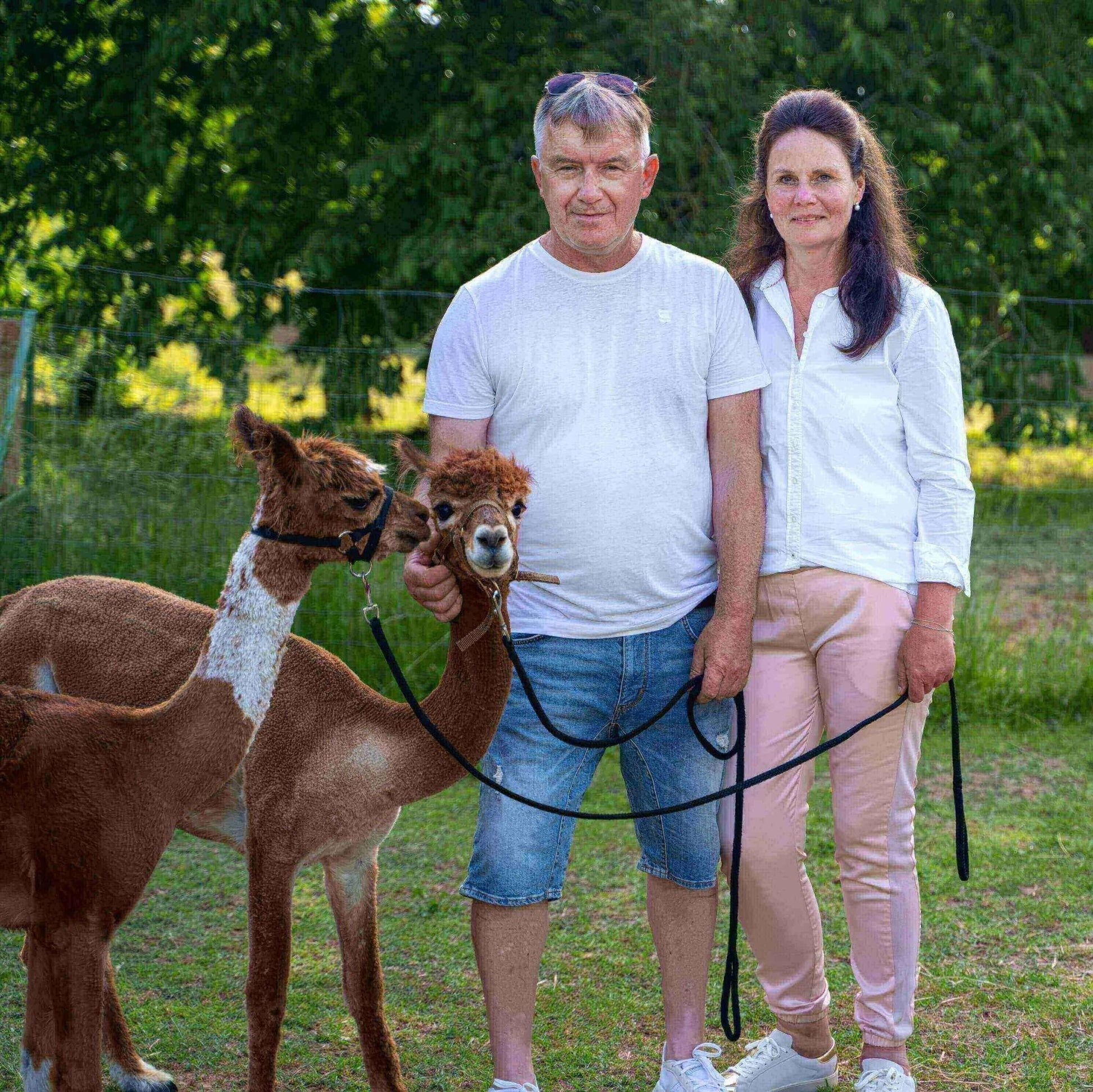 Unsere 9 Alpakas Tiere sind für uns mehr als nur Tiere, sie sind Familie