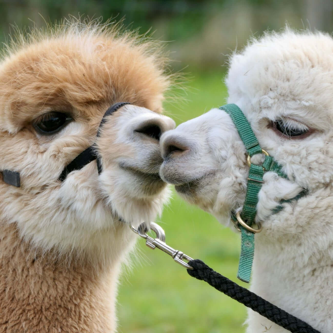 Familienausflug Alpaka Wanderung bei Würzburg erleben
