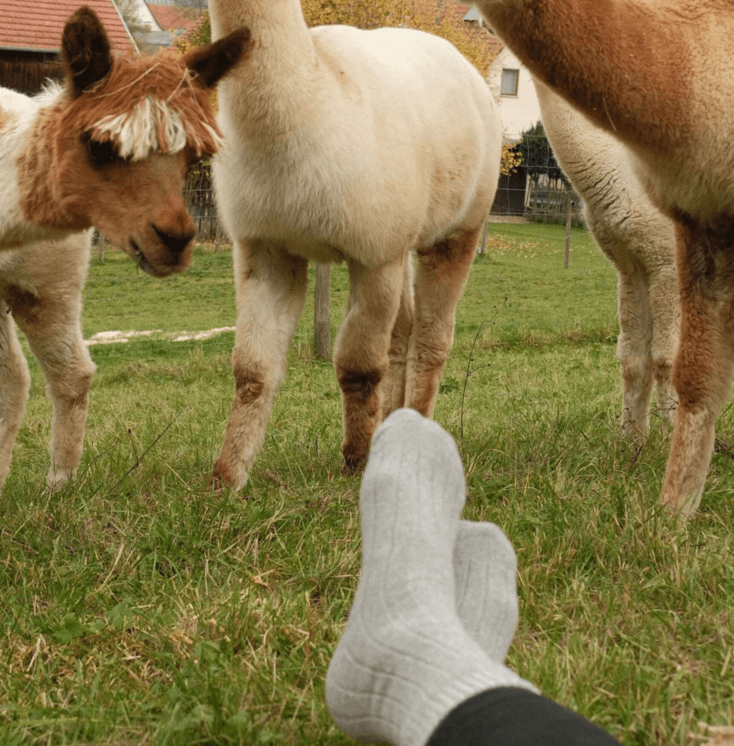 Kuschelige Alpaka Stricksocken für kalte Füße und Alpakas auf der Wiese, natürliche Wärme und Komfort.