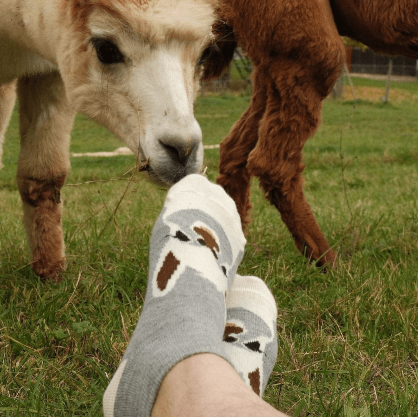 Warme Alpaka Socken für Damen in Grau