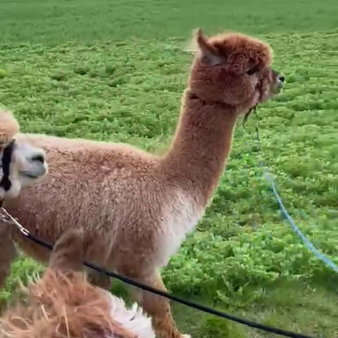 Entspannende Alpakawanderung in Unterfranken mit unseren liebenswerten Alpakas