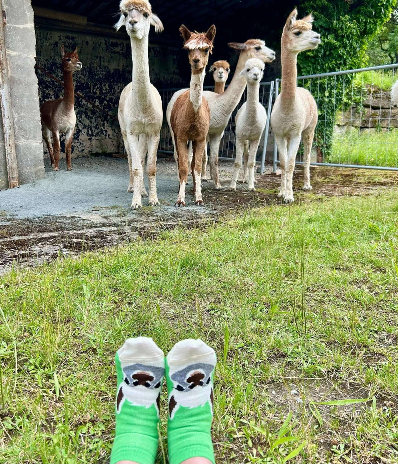 Mythen über Alpakawolle: Wahr oder Falsch? - tre_alpacas