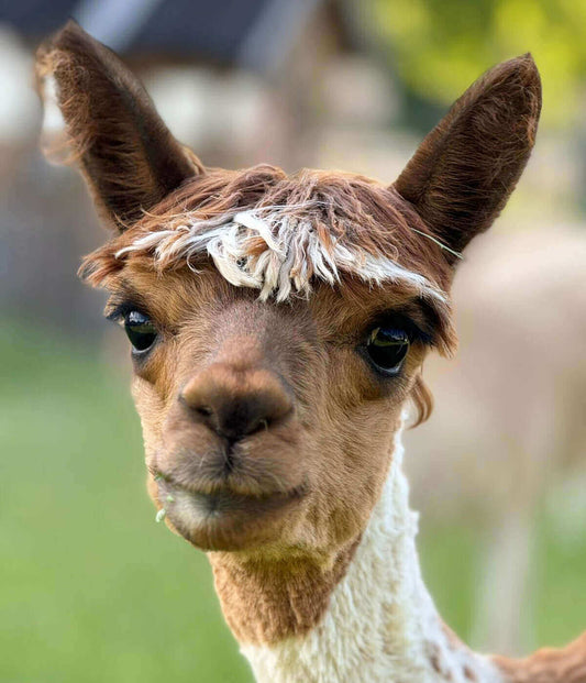 Die faszinierende Geschichte der Alpakas weltweit und in Europa - tre_alpacas